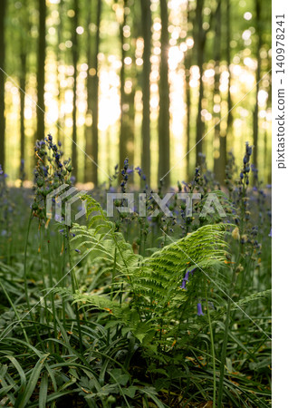 Fern fronds and delicate bluebell blooms in shaded forest understory 140978241