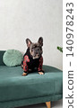 A fashionable French Bulldog sits proudly on a green couch, showcasing its unique outfit in a cozy indoor environment 140978243