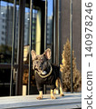 A stylish french bulldog wearing a black sweater and gold chain stands confidently on a wooden platform in an urban environment, enjoying the sun 140978246