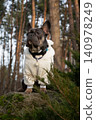 A French bulldog dressed in a cozy white outfit sits on a rock surrounded by trees, enjoying the tranquility of the forest 140978249