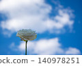 A white rose stands elegantly against a vibrant blue sky filled with soft, fluffy clouds, showcasing natural beauty 140978251