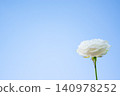 A single white rose stands tall against a bright blue sky, symbolizing beauty and tranquility in nature's simplicity 140978252