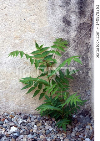 Young tree of heaven growing against a house wall. Invasive plant developing close to a residential building with fresh green foliage in natural outdoor conditions. Young tree of heaven growing against a house wall. Invasive plant developing close to a residential building with fresh green foliage in natural outdoor conditions. 140978263
