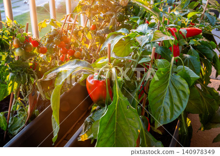 Golden hour tomatoes and peppers glowing on balcony planter Golden hour tomatoes and peppers glowing on balcony planter 140978349