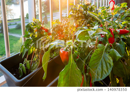 Morning balcony red peppers glistening with dew Morning balcony red peppers glistening with dew 140978350