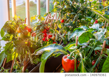 Bell pepper ripening in balcony planter with glossy skin and dense 140978361