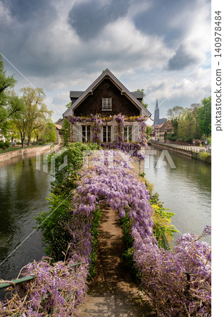 Wisteria Covered Bridge Purple Canopy Over Walkway Wisteria Covered Bridge Purple Canopy Over Walkway 140978484