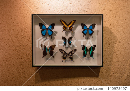 Framed Butterfly Collection Displayed on Wall Framed Butterfly Collection Displayed on Wall 140978497