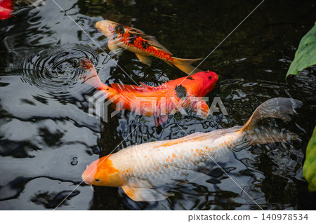 Colorful Japanese Koi Fish in Serene Pond Colorful Japanese Koi Fish in Serene Pond 140978534