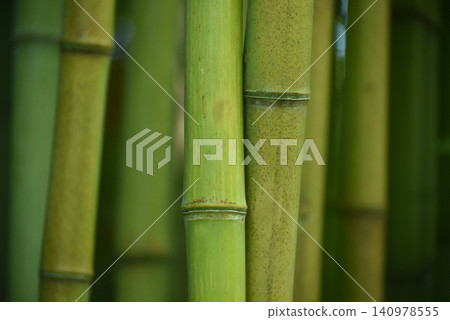 Closeup of tall bamboo trunks growing in a peaceful bamboo grove. Natural woodland scene with dense vegetation, vertical stems and lush green environment. 140978555