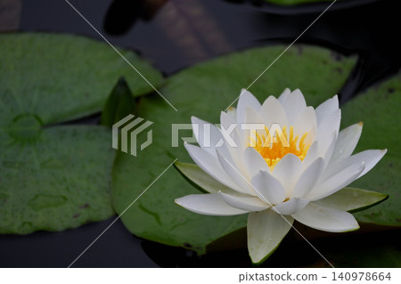 Water lily flowers Water lily flowers 140978664
