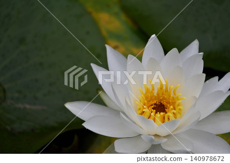 Water lily flowers Water lily flowers 140978672