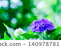 Hydrangea during the rainy season 140978781