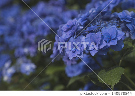 雨季間隙,繡球花盛開:開塞鎮繡球花節 雨季間隙,繡球花盛開:開塞鎮繡球花節 140978844