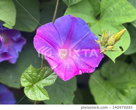 Morning glory flowers and fresh buds display a beautiful gradient from blue-purple to pink. 140978885