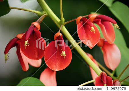 American coral tree (Erythrina crista-galli) with its red flowers - a summer image. American coral tree (Erythrina crista-galli) with its red flowers - a summer image. 140978976