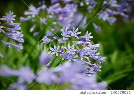 紫百合(百子蓮)的花朵在初夏盛開 紫百合(百子蓮)的花朵在初夏盛開 140979025
