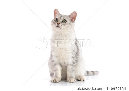 Portrait of a beautiful silver tabby cat sitting and looking up, isolated on a clean white background. Portrait of a beautiful silver tabby cat sitting and looking up, isolated on a clean white background. 140979134