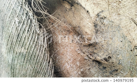 Natural Coconut Coir Fiber Texture Background Close Up Natural Coconut Coir Fiber Texture Background Close Up 140979195