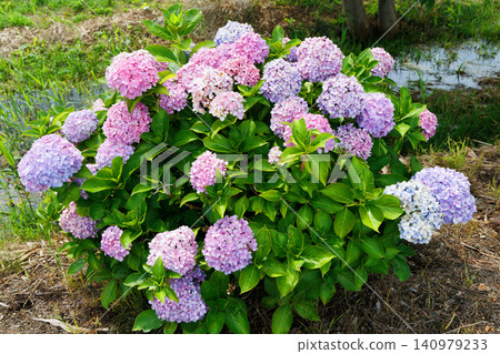 Hydrangea blooming in the rainy season Hydrangea blooming in the rainy season 140979233