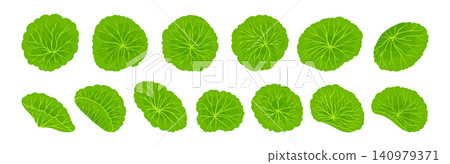 Centella asiatica leaves top view hand drawn cartoon style set Gotu kola Asiatic pennywort herb Centella asiatica leaves top view hand drawn cartoon style set Gotu kola Asiatic pennywort herb 140979371