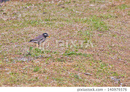 地上的椋鳥 140979376