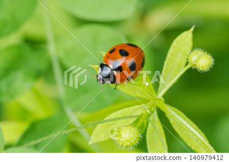 Springtime fields and mountains: Close-up of a ladybug on the grass 07 Springtime fields and mountains: Close-up of a ladybug on the grass 07 140979412