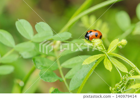 Springtime fields and mountains: Close-up of a ladybug on the grass 09 Springtime fields and mountains: Close-up of a ladybug on the grass 09 140979414