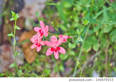 紅花 紅花 140979553