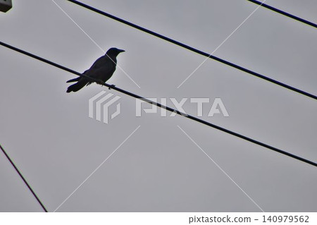 Hashitsuto glass which stops in the electric wire Hashitsuto glass which stops in the electric wire 140979562