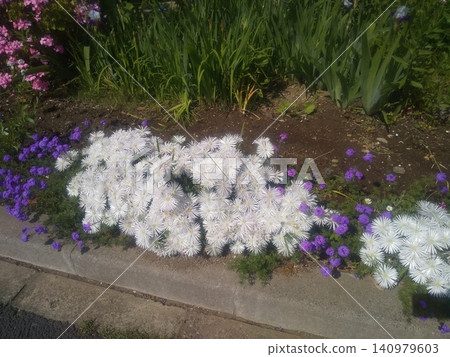 White flowers of trailing ice plant White flowers of trailing ice plant 140979603
