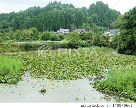 熊本縣三里町小室吉見神社入口處的池塘與睡蓮 熊本縣三里町小室吉見神社入口處的池塘與睡蓮 140979661