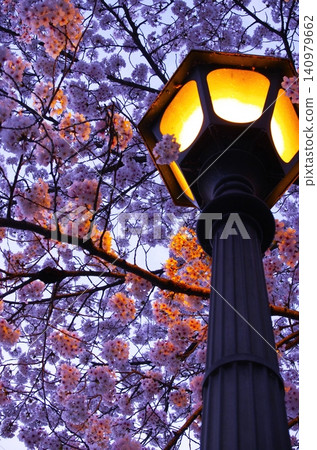 A fantastical spring scene created by cherry blossoms at night and streetlights. A fantastical spring scene created by cherry blossoms at night and streetlights. 140979662