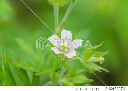 Springtime fields and mountains: American cranesbill flowers on a cloudy day (04) Springtime fields and mountains: American cranesbill flowers on a cloudy day (04) 140979674