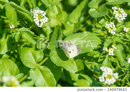 Springtime fields and mountains: Cabbage white butterfly perched on a leaf 01 Springtime fields and mountains: Cabbage white butterfly perched on a leaf 01 140979683