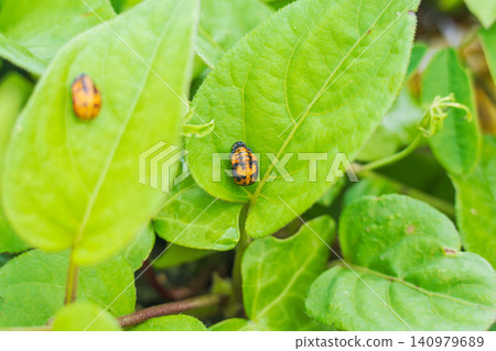 Springtime fields and mountains: Ladybug pupa on a leaf 01 Springtime fields and mountains: Ladybug pupa on a leaf 01 140979689