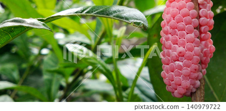 Cluster of pink apple snail eggs on a plant stem Cluster of pink apple snail eggs on a plant stem 140979722