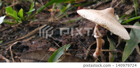poisonous mushrooms in the forest poisonous mushrooms in the forest 140979724