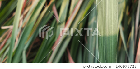 A close-up photo of blades of green grass with natural texture and a soft, blurred background. A close-up photo of blades of green grass with natural texture and a soft, blurred background. 140979725