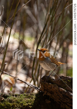 A male robin perches on a moss-covered fallen tree. A male robin perches on a moss-covered fallen tree. 140979726