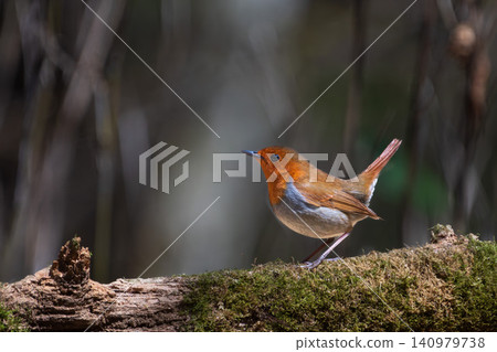 A male robin perches on a moss-covered fallen tree. 140979738