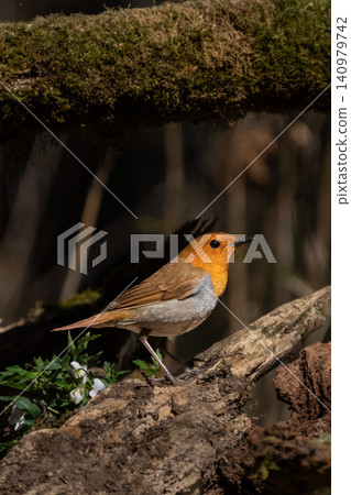 A male robin perches on a moss-covered fallen tree. A male robin perches on a moss-covered fallen tree. 140979742