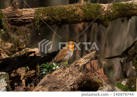 A male robin perches on a moss-covered fallen tree. A male robin perches on a moss-covered fallen tree. 140979744