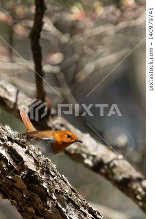 A male robin perches on a moss-covered fallen tree. A male robin perches on a moss-covered fallen tree. 140979745
