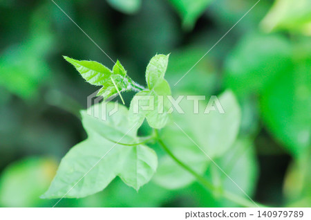 Fetid passionflower, foetida or Medthai, Passiflora or Passiflora foetida L or PASSIFLORACEAE or Scarletfruit or Stinking passion flower Fetid passionflower, foetida or Medthai, Passiflora or Passiflora foetida L or PASSIFLORACEAE or Scarletfruit or Stinking passion flower 140979789