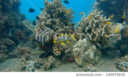Ribboned Sweetlips (Plectorhinchus polytaenia) swimming along with other fish in a beautiful thriving coral reef in the renowned diving destination in Dauin, Philippines Ribboned Sweetlips (Plectorhinchus polytaenia) swimming along with other fish in a beautiful thriving coral reef in the renowned diving destination in Dauin, Philippines 140979838