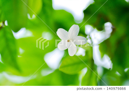Water jasmine or Wrightia religiosa Benth or apocynaceae, Echites religiosus or Wrightia religiosa or white flower Water jasmine or Wrightia religiosa Benth or apocynaceae, Echites religiosus or Wrightia religiosa or white flower 140979866