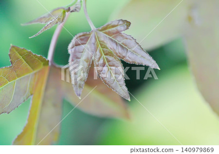 maple leaf, maple leaves or Acer saccharum Marsh or red leaf or Liquidambar styraciflua or American sweetgum or Liquidambar maple leaf, maple leaves or Acer saccharum Marsh or red leaf or Liquidambar styraciflua or American sweetgum or Liquidambar 140979869