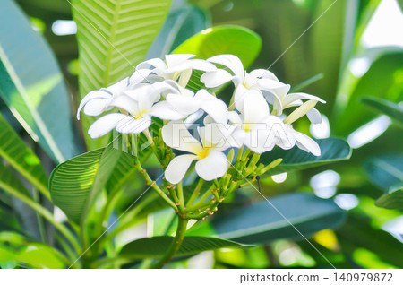 frangipani, frangipani flower or pagoda tree or white flower 140979872