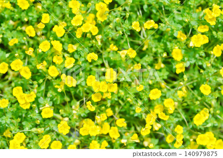Gold Dust Mecardonia, Mecardonia Gold Dust or Mecardonia procumbens Mill Small or Plantaginaceae or yellow flower Gold Dust Mecardonia, Mecardonia Gold Dust or Mecardonia procumbens Mill Small or Plantaginaceae or yellow flower 140979875